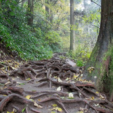 Mont Takao (Tokyo), Chemin de randonnée couvert de racines