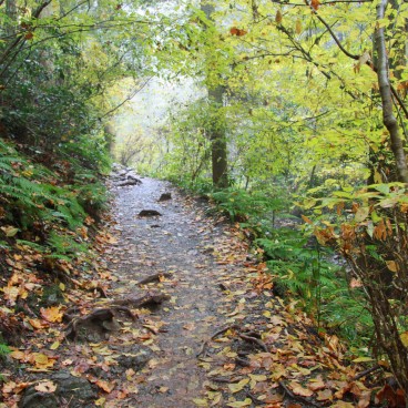 Mont Takao (Tokyo), Chemin de randonnée couvert de feuilles en automne 2