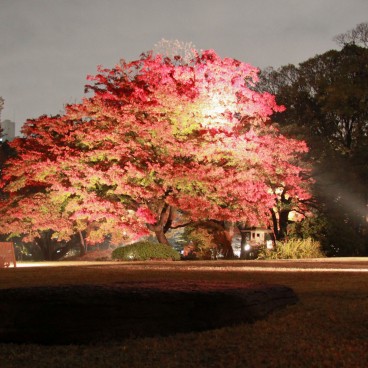 Rikugi-en (Tokyo), vue nocturne d'un grand érable illuminé en automne