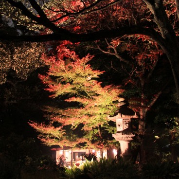 Rikugi-en (Tokyo), vue nocturne d'un pavillon de thé en automne