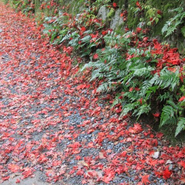 Mont Daimonji à Kyoto, Chemin couvert de feuilles d'érable rouges en automne