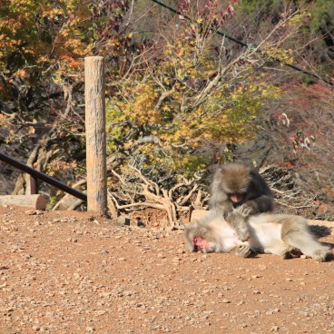 Iwatayama à Kyoto, Singes s'épouillant