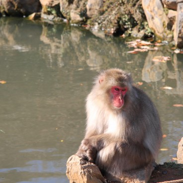 Iwatayama à Kyoto, Macaque japonais assis au bord d'un étang