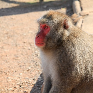 Iwatayama à Kyoto, Macaque japonais 2