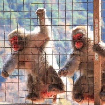 Iwatayama à Kyoto, Macaques japonais attendant une friandise