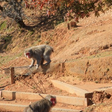 Iwatayama à Kyoto, Macaques japonais jouant