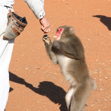 Iwatayama à Kyoto, Visiteurs nourrissant un macaque japonais 2
