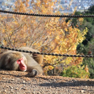 Iwatayama à Kyoto, Macaque japonais allongé