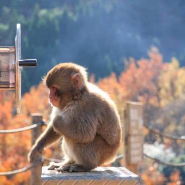 Iwatayama à Kyoto, Jeune macaque japonais jouant avec les jumelles