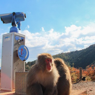 Iwatayama à Kyoto, Macaques japonais jouant près des jumelles