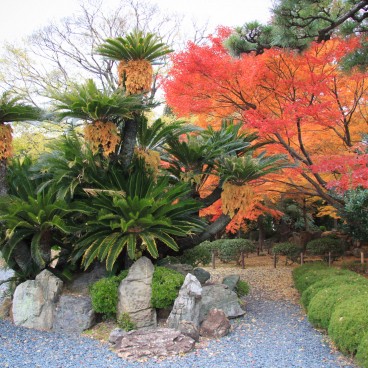 Château de Nagoya, jardin japonais du site à l'automne 3