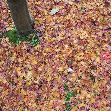 Château de Nagoya, érables du parc à l'automne 3