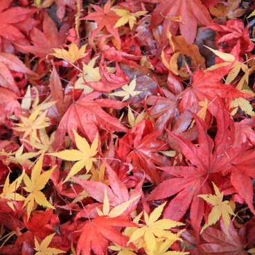 Parc Momijidani (Miyajima), Feuilles d'érable rouges en automne