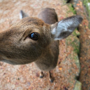 Parc Momijidani (Miyajima), Cerf shika curieux 2