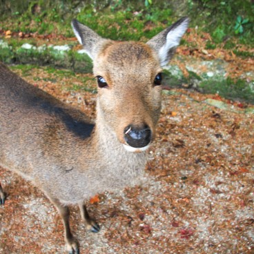 Parc Momijidani (Miyajima), Cerf shika curieux