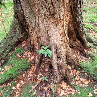 Saiho-ji temple Koke-dera (Kyoto), Parterre de mousses, arbre et momiji