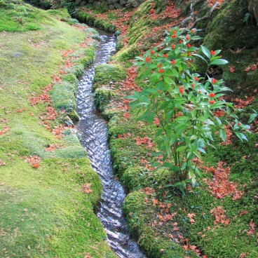 Saiho-ji temple Koke-dera (Kyoto), Ruisseau dans le jardin de mousses