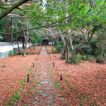 Saiho-ji temple Koke-dera (Kyoto), Jardin de mousses en automne 9