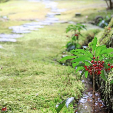 Saiho-ji temple Koke-dera (Kyoto), Parterre de mousses dans le jardin 2