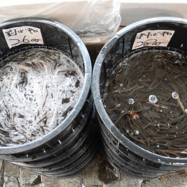 Marché aux poissons de Tsukiji, Poissons 2