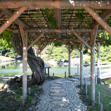 Hama Rikyu (Tokyo), Pergola soutenant des branches de glycine