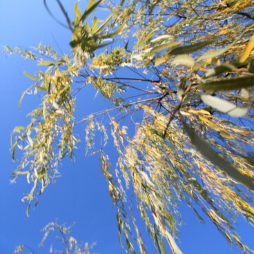 Sanjusangen-do à Kyoto, Un arbre