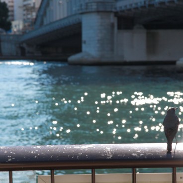 Croisière Himiko (Tokyo), vue de jour sur Tokyo depuis la rivière Sumida 3