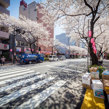 tokyo-ohanami-issekinicho