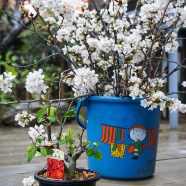 Tokyo, Atago-jinja 5