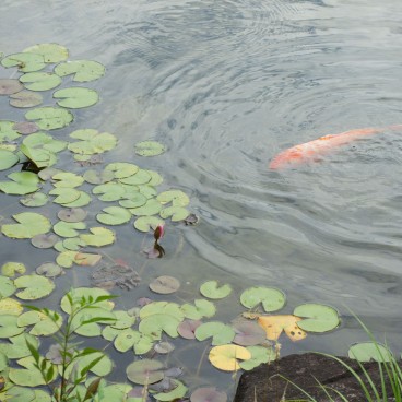 Keitaku-en (Osaka), Carpes dans l'étang