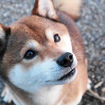 shiba-inu