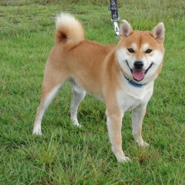 shiba-ken