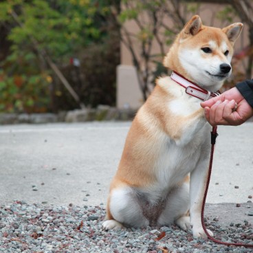 Shibainu