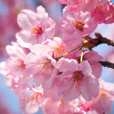 Chidorigafuchi à Tokyo, Fleurs de cerisiers précoces Kawazu-zakura au début du printemps 3