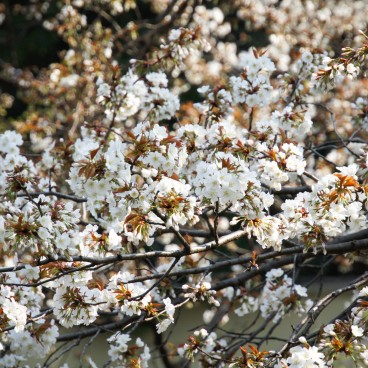 Chidorigafuchi à Tokyo, Fleurs de cerisiers Somei Yoshino au printemps 2
