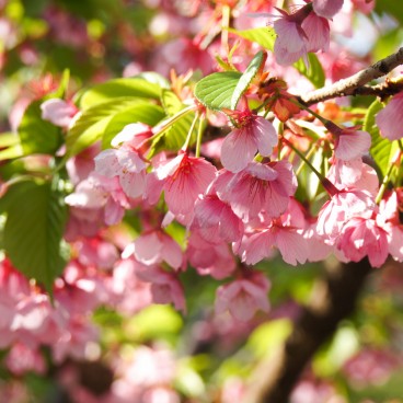 Chidorigafuchi à Tokyo, Fleurs de cerisiers précoces Kan-zakura au début du printemps