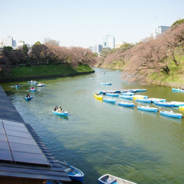 Chidorigafuchi à Tokyo, Activité de bateau à rame dans les douves au printemps