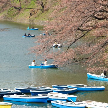 Chidorigafuchi à Tokyo, Activité de bateau à rame dans les douves au printemps 2