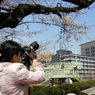 Chidorigafuchi à Tokyo, Photographe immortalisant une branche de cerisier en fleur
