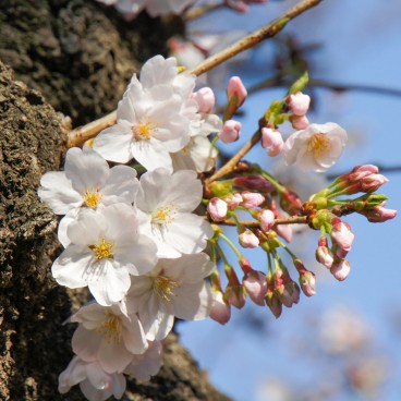 Chidorigafuchi à Tokyo, Fleurs de cerisiers Somei Yoshino au printemps 3
