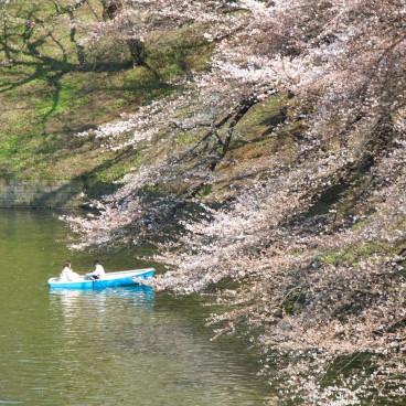 Chidorigafuchi à Tokyo, Activité de bateau à rame dans les douves au printemps 3