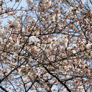 Chidorigafuchi à Tokyo, Fleurs de cerisiers Somei Yoshino au printemps