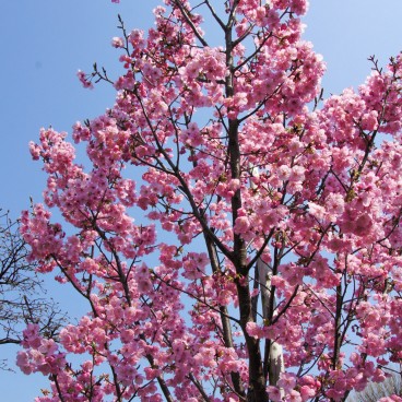 Chidorigafuchi à Tokyo, Fleurs de cerisiers précoces Kawazu-zakura au début du printemps