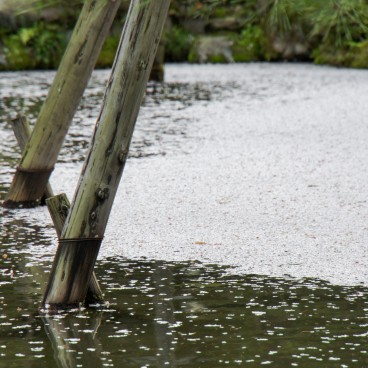 Heian-jingu (Kyoto), pétales de cerisiers dans l'eau au printemps