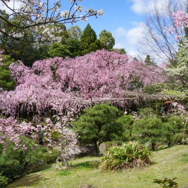 Heian-jingu (Kyoto), jardin avec cerisiers pleureurs en pleine floraison en avril