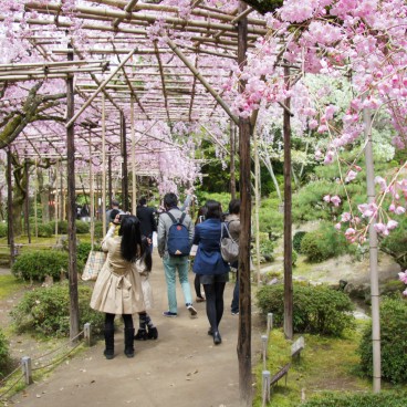 Heian-jingu (Kyoto), jardin avec cerisiers pleureurs en pleine floraison en avril 2