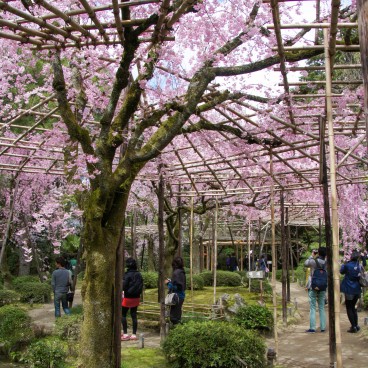 Heian-jingu (Kyoto), jardin avec cerisiers pleureurs en pleine floraison en avril 3