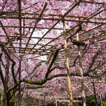 Heian-jingu (Kyoto), jardin avec cerisiers pleureurs en pleine floraison en avril 4