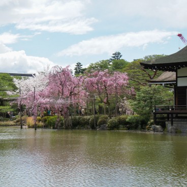 Heian-jingu (Kyoto), vue sur le jardin et les pavillons du sanctuaire au printemps 2