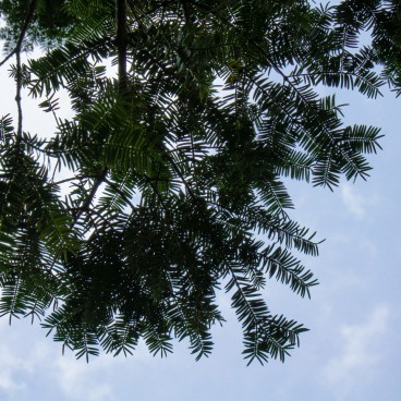 Isui-en (Nara), végétation 4